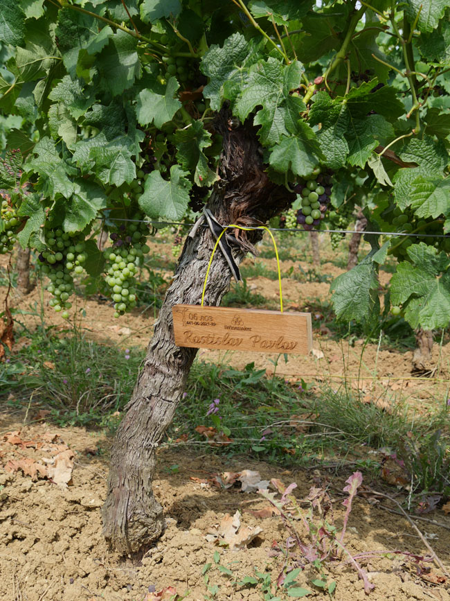 Виноградник на урожай